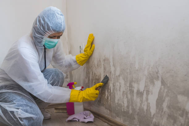 Best Mold Damage Repair  in Kingsville, MD