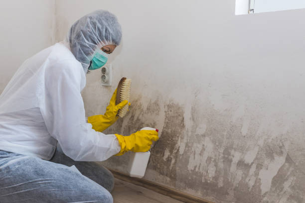 Best Toxic Mold Removal  in Kingsville, MD