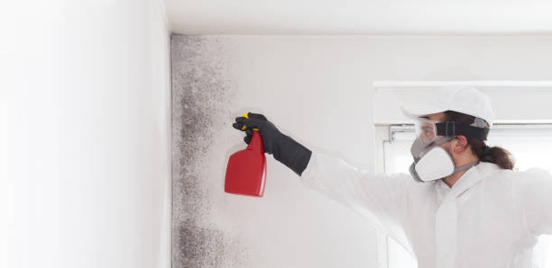 Certified Mold Removal in Kingsville, MD